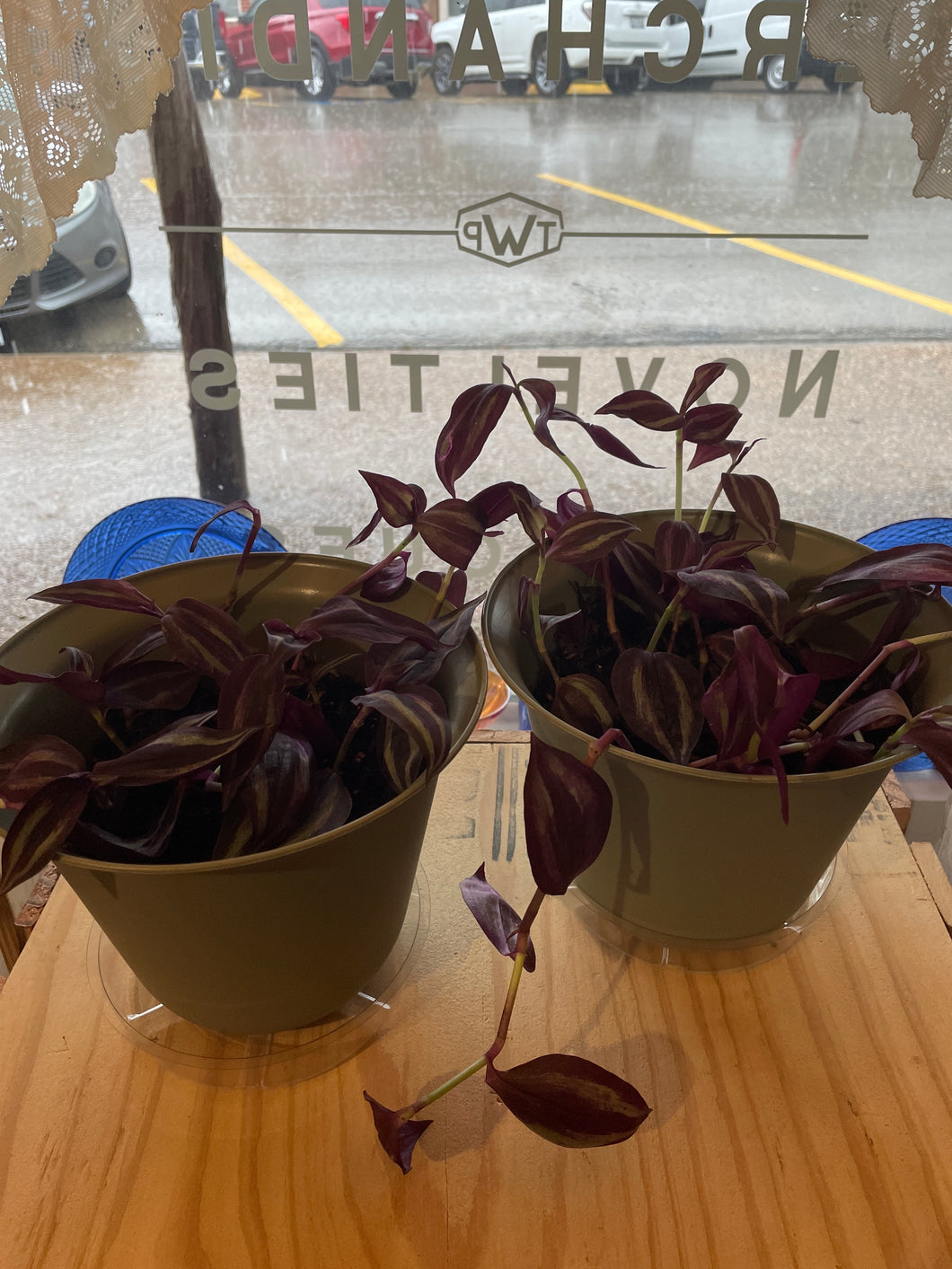 Wandering Jew Plant