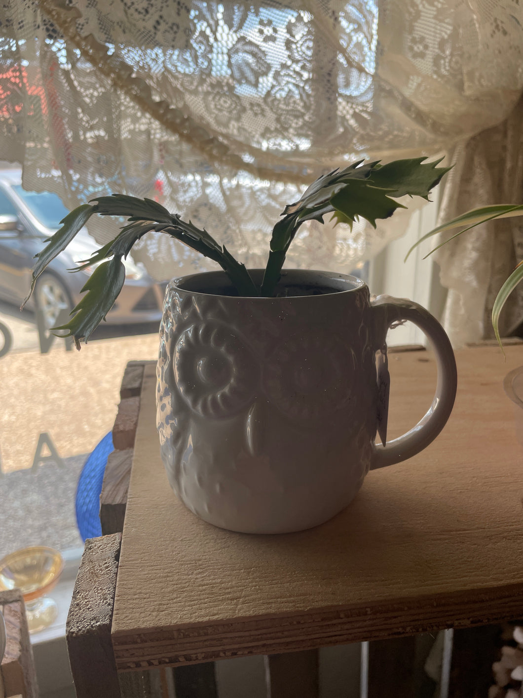 Christmas Cactus Owl Mug