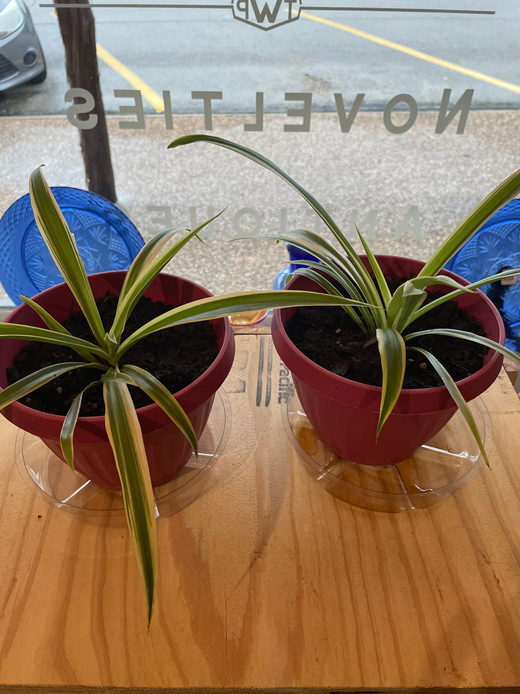 Spider Plant